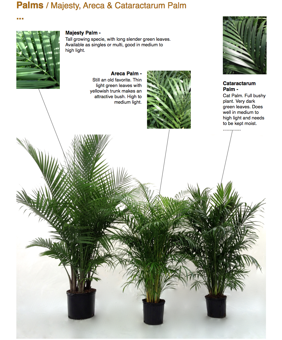areca vs softraid areca vs softraid